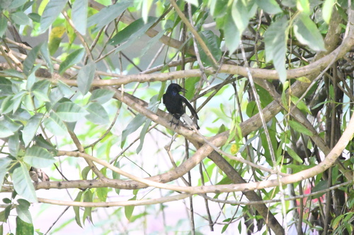 Oriental Magpie-Robin