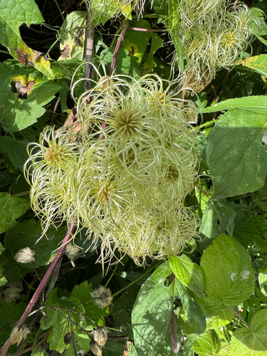 virgin's-bower
