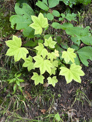 Kalopanax septemlobus