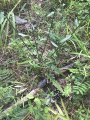 Cirsium carolinianum