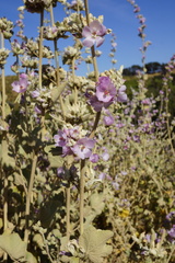 Malacothamnus hallii