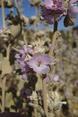 Malacothamnus hallii