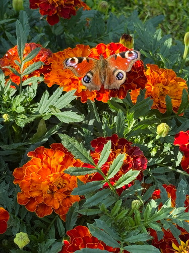 European Peacock Butterfly