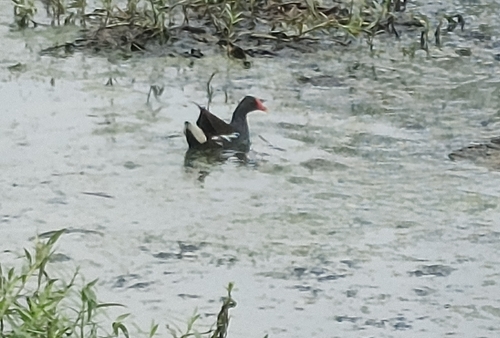 Eurasian Moorhen