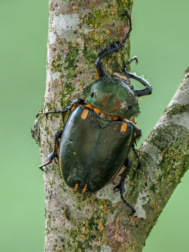Cheirotonus jansoni