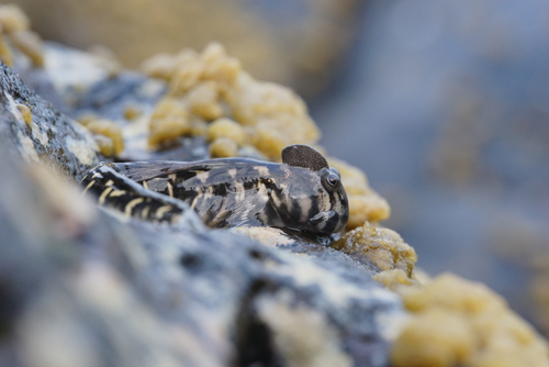Alticus monochrus