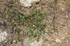 Hippocrepis biflora