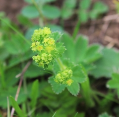 Alchemilla breviloba