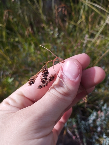 Tall Bog-sedge