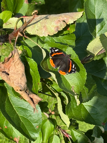Red Admiral