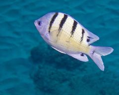 Abudefduf abdominalis