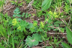Alchemilla breviloba