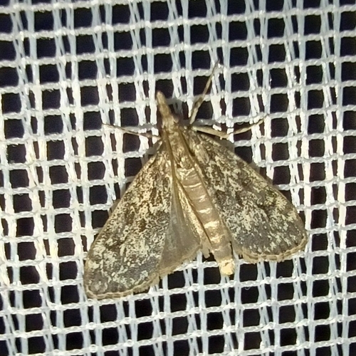 Ground-moss Grey, 9431 BZ Westerbork, Netherlands, photo 8 of 10