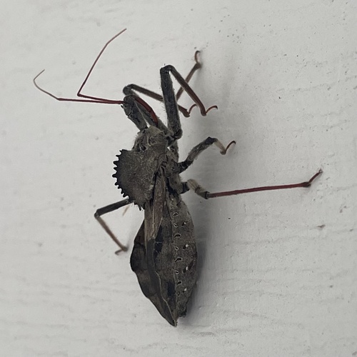North American Wheel Bug