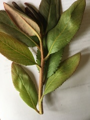 Arbutus menziesii