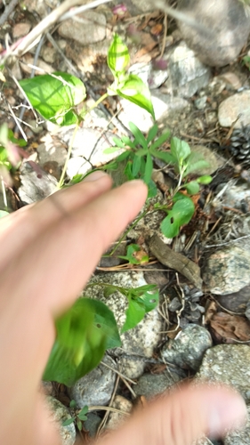 Viola sacchalinensis, photograph 4