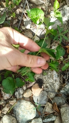 Viola sacchalinensis, photograph (c) ivansemenkov, some rights reserved (CC BY)