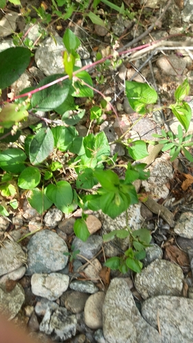 Viola sacchalinensis, photograph 6