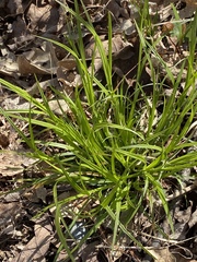 Carex gracillima