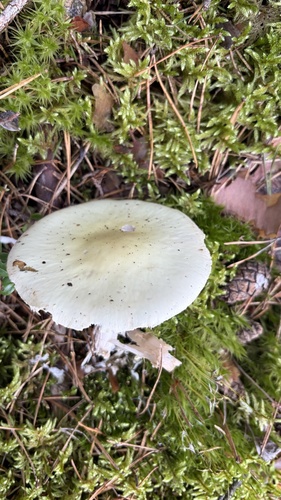 False Death-cap