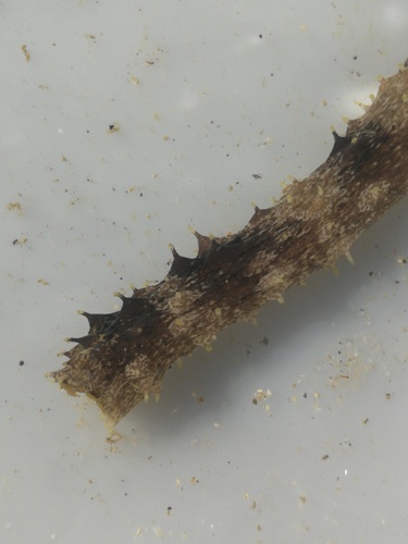 Holothuria impatiens observed 2026-08-26