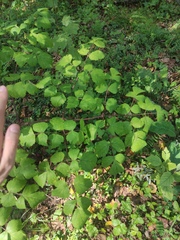 Peucedanum verticillare