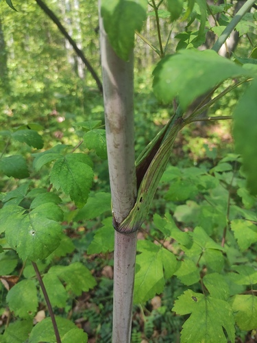 Peucedanum verticillare, photograph 3