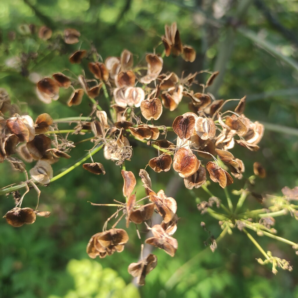 Peucedanum verticillare; photograph (c) Sergey Basalaev, some rights reserved (CC BY)