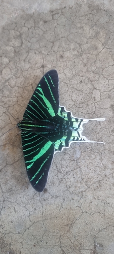 Urania leilus leilus