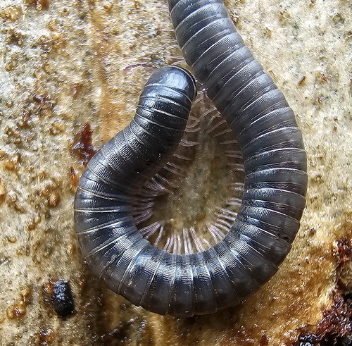Portuguese Millipede