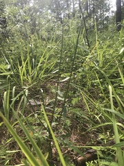 Cirsium carolinianum