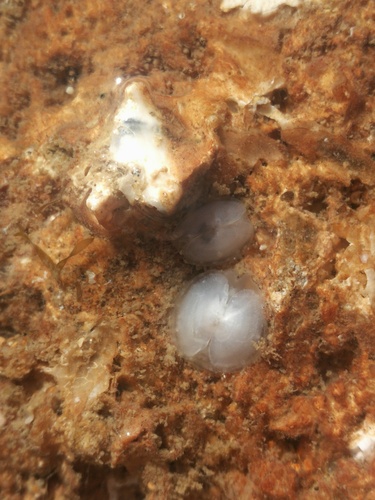 Galeomma turtoni, 2026-08-26