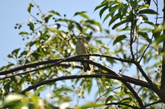 Ficedula