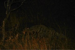 Hyaena hyaena