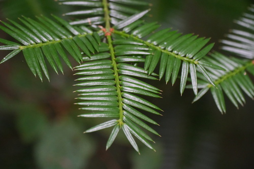 Torreya nucifera, photograph 1