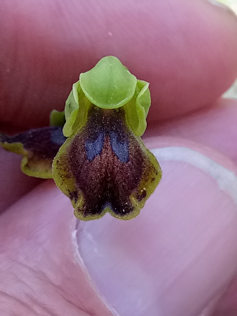 Ophrys battandieri