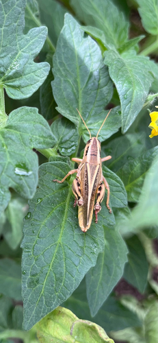 Two-striped Grasshopper
