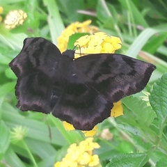 Achlyodes busirus