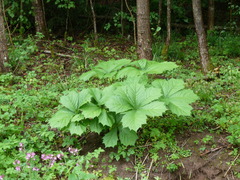 Rodgersia podophylla