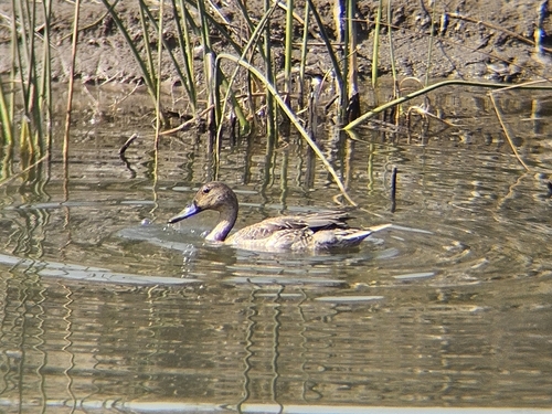 Northern Pintail