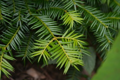 Torreya nucifera