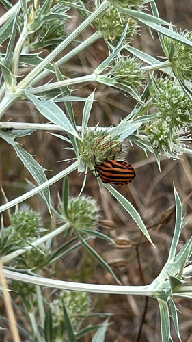 European Striped Shield Bug