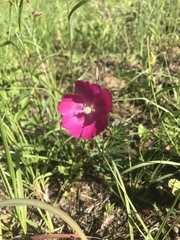 Callirhoe papaver
