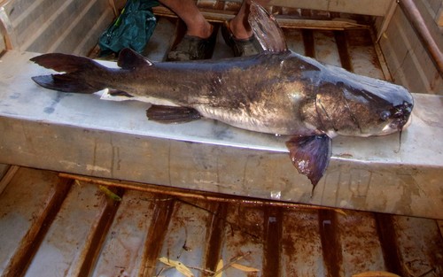 Boofhead Catfish