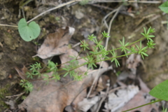 Galium concinnum