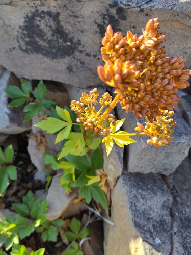 Scots Lovage