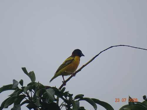 Village Weaver