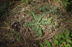 Scabiosa praemontana