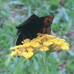 Achlyodes busirus