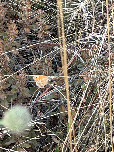 Small Heath